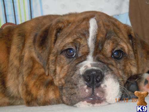 English Bulldog Puppies in FL